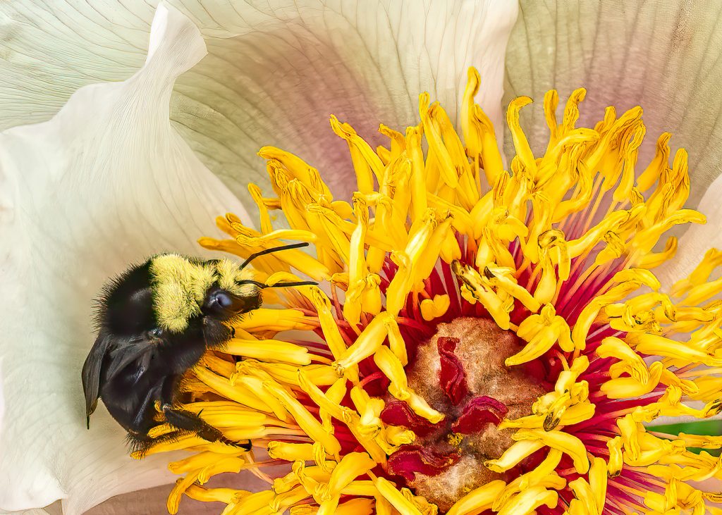 Bee Feast - Andi Shapiro